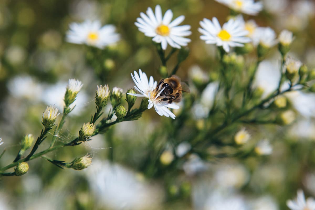 https://www.savethebee.org/wp-content/uploads/2021/08/bee-on-daisy.jpg