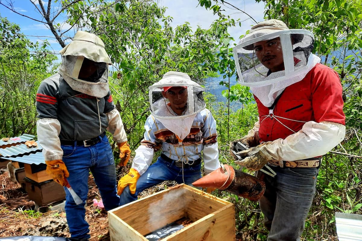 https://www.savethebee.org/wp-content/uploads/2021/09/for-web-three-1.jpg