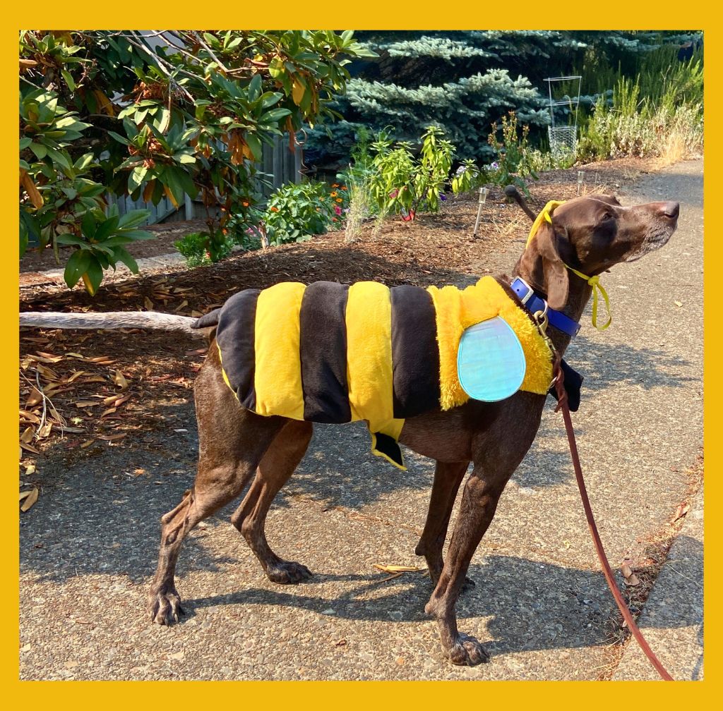 https://www.savethebee.org/wp-content/uploads/2023/08/STB-5k-web-page-graphic.jpg